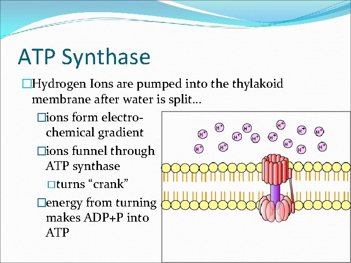 ATP Synthase �Hydrogen Ions are pumped into the thylakoid membrane after water is split… ATP Synthase �Hydrogen Ions are pumped into the thylakoid membrane after water is split…