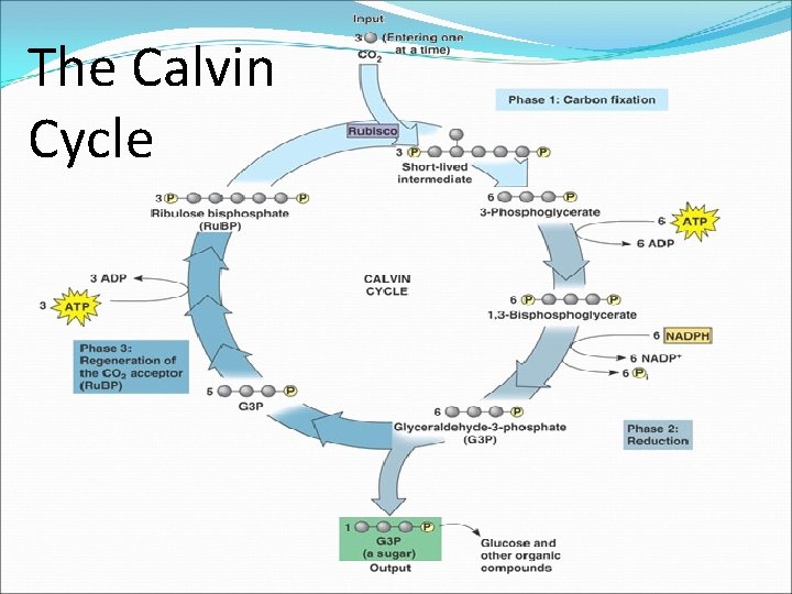 The Calvin Cycle The Calvin Cycle