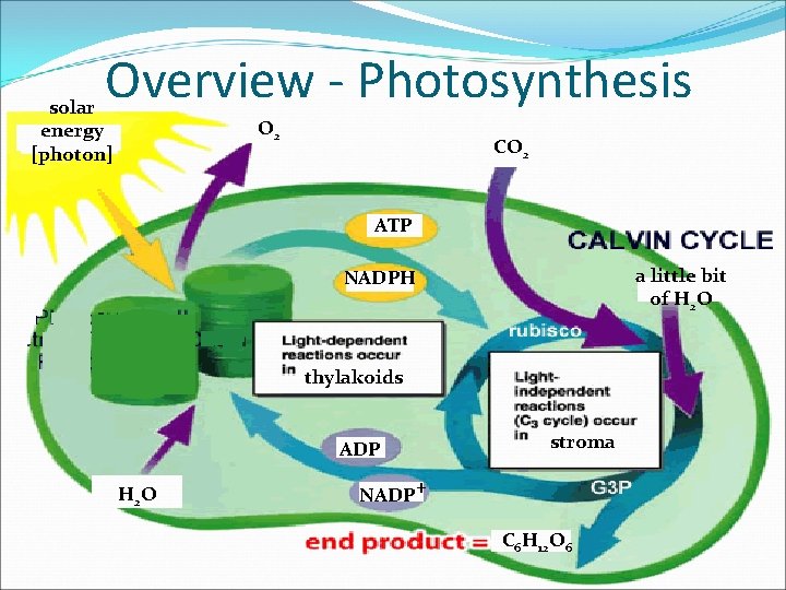 Overview - Photosynthesis solar energy [photon] O 2 CO 2 ATP a little bit