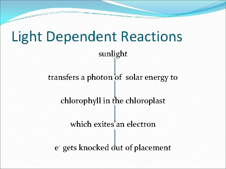 Light Dependent Reactions sunlight transfers a photon of solar energy to chlorophyll in the Light Dependent Reactions sunlight transfers a photon of solar energy to chlorophyll in the