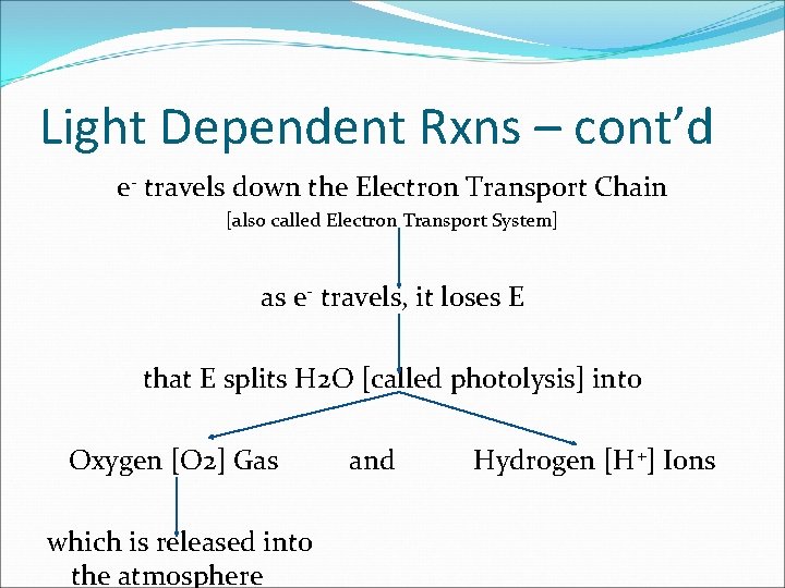 Light Dependent Rxns – cont’d e- travels down the Electron Transport Chain [also called Light Dependent Rxns – cont’d e- travels down the Electron Transport Chain [also called