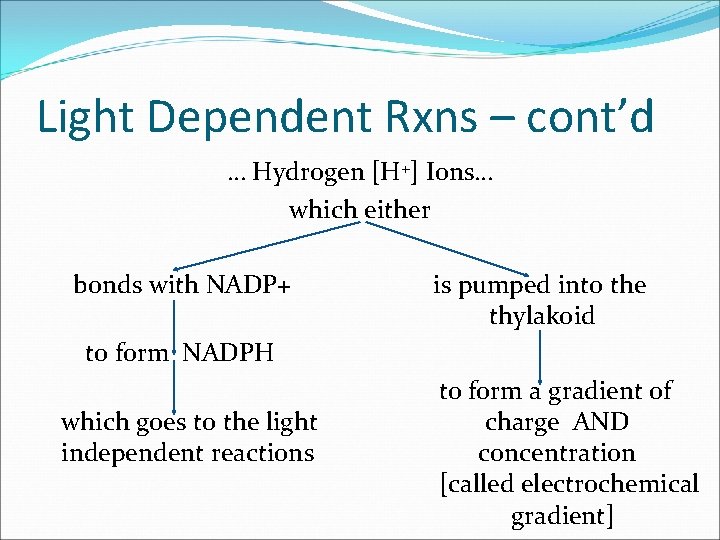 Light Dependent Rxns – cont’d … Hydrogen [H+] Ions… which either bonds with NADP+