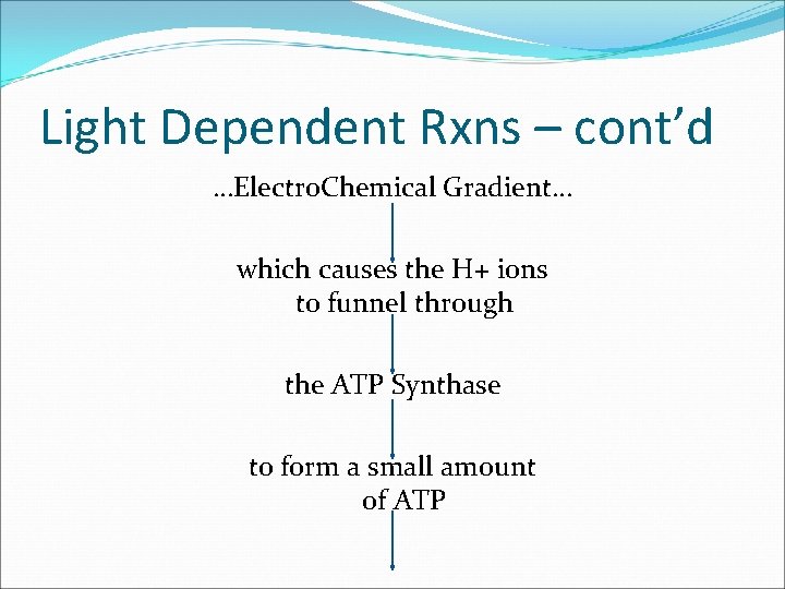 Light Dependent Rxns – cont’d …Electro. Chemical Gradient… which causes the H+ ions to Light Dependent Rxns – cont’d …Electro. Chemical Gradient… which causes the H+ ions to