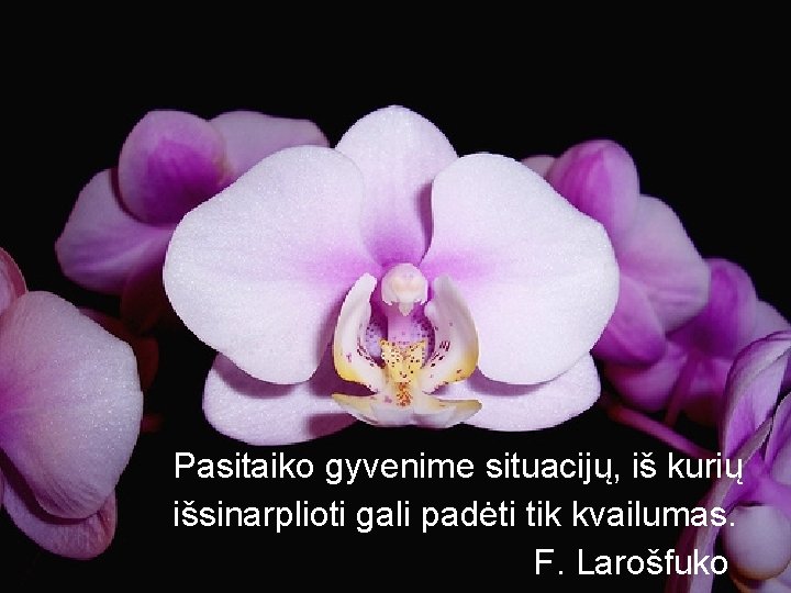 Pasitaiko gyvenime situacijų, iš kurių išsinarplioti gali padėti tik kvailumas. F. Larošfuko 