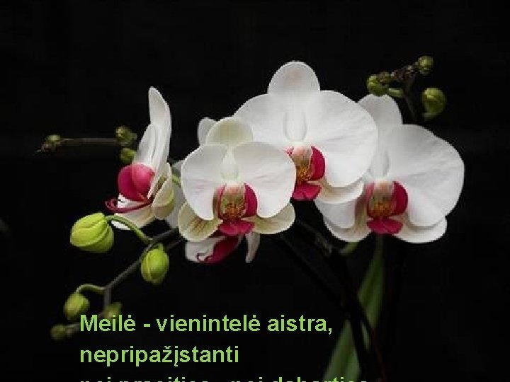 Meilė - vienintelė aistra, nepripažįstanti 