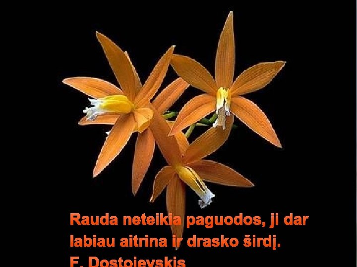 Rauda neteikia paguodos, ji dar labiau aitrina ir drasko širdį. 