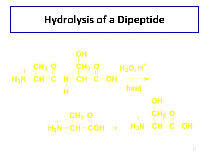 Hydrolysis of a Dipeptide 10 