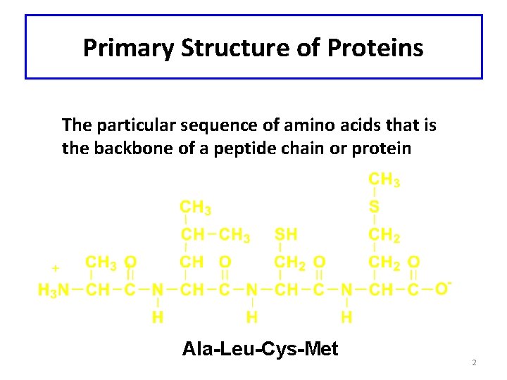 Primary Structure of Proteins The particular sequence of amino acids that is the backbone