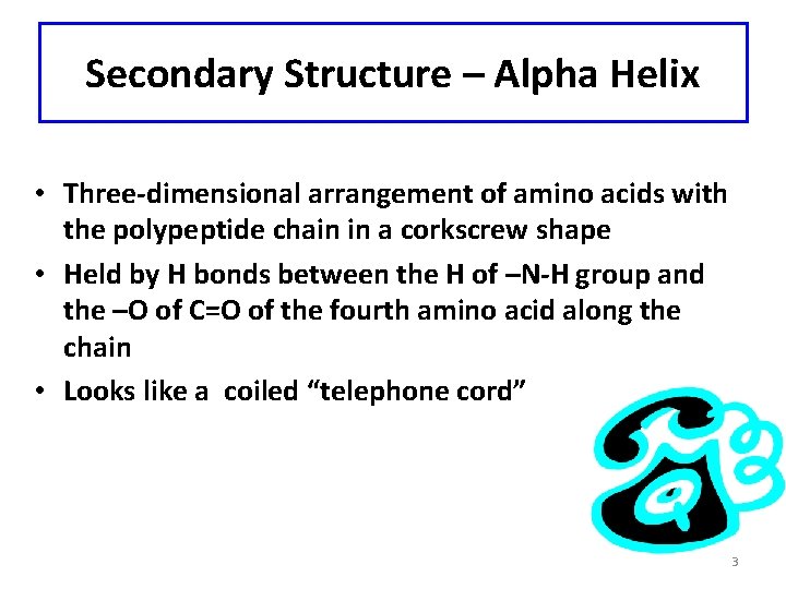 Secondary Structure – Alpha Helix • Three-dimensional arrangement of amino acids with the polypeptide