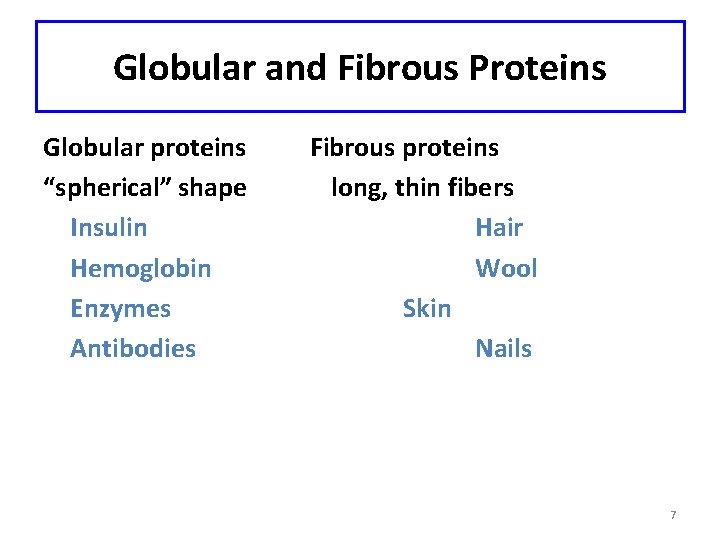 Globular and Fibrous Proteins Globular proteins “spherical” shape Insulin Hemoglobin Enzymes Antibodies Fibrous proteins