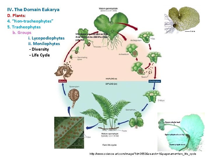 IV. The Domain Eukarya D. Plants: 4. “Non-tracheophytes” 5. Tracheophytes b. Groups i. Lycopodiophytes