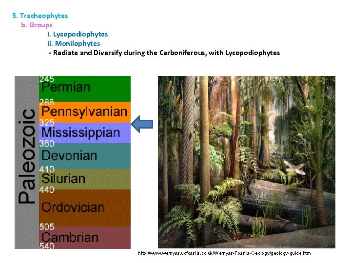5. Tracheophytes b. Groups i. Lycopodiophytes ii. Monilophytes - Radiate and Diversify during the