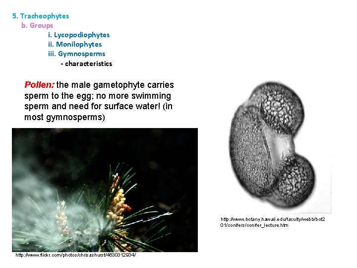 5. Tracheophytes b. Groups i. Lycopodiophytes ii. Monilophytes iii. Gymnosperms - characteristics Pollen: the