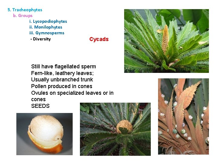 5. Tracheophytes b. Groups i. Lycopodiophytes ii. Monilophytes iii. Gymnosperms - Diversity Cycads Still