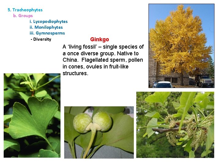 5. Tracheophytes b. Groups i. Lycopodiophytes ii. Monilophytes iii. Gymnosperms - Diversity Ginkgo A
