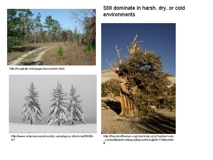 Still dominate in harsh, dry, or cold environments http: //longleafs. info/pages/ecosystem. html http: //www.