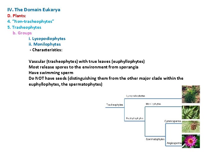IV. The Domain Eukarya D. Plants: 4. “Non-tracheophytes” 5. Tracheophytes b. Groups i. Lycopodiophytes