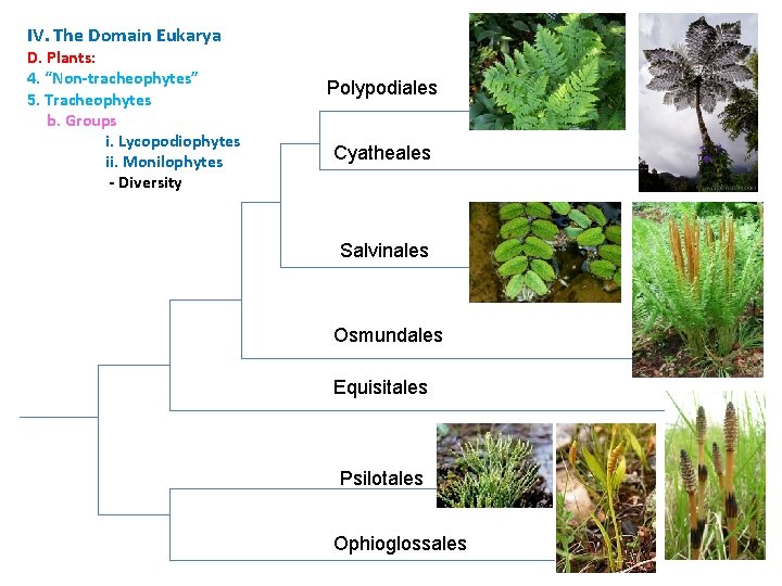 IV. The Domain Eukarya D. Plants: 4. “Non-tracheophytes” 5. Tracheophytes b. Groups i. Lycopodiophytes