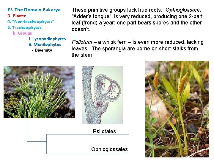 IV. The Domain Eukarya D. Plants: 4. “Non-tracheophytes” 5. Tracheophytes b. Groups i. Lycopodiophytes