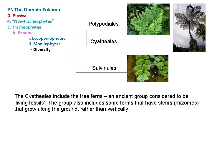 IV. The Domain Eukarya D. Plants: 4. “Non-tracheophytes” 5. Tracheophytes b. Groups i. Lycopodiophytes