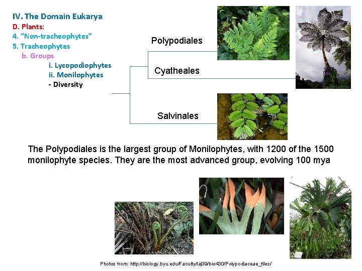 IV. The Domain Eukarya D. Plants: 4. “Non-tracheophytes” 5. Tracheophytes b. Groups i. Lycopodiophytes