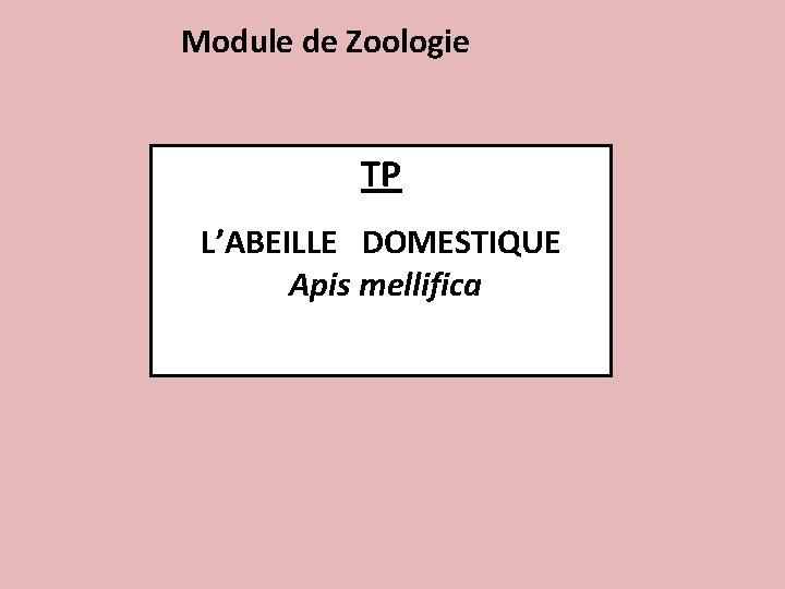 Module de Zoologie TP L’ABEILLE DOMESTIQUE Apis mellifica 