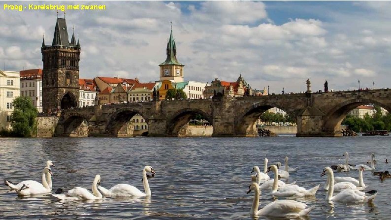 Praag - Karelsbrug met zwanen 