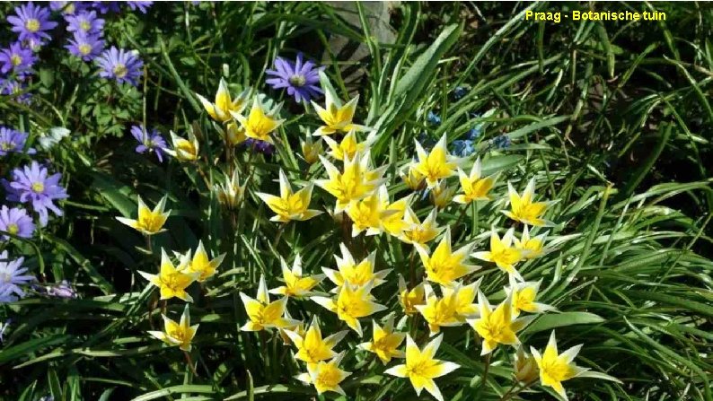 Praag - Botanische tuin 