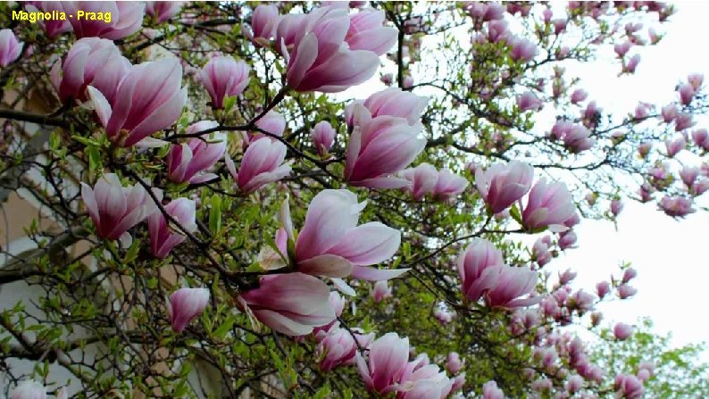 Magnolia - Praag 