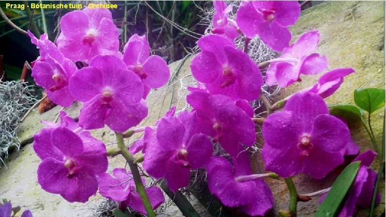 Praag - Botanische tuin - Orchidee 