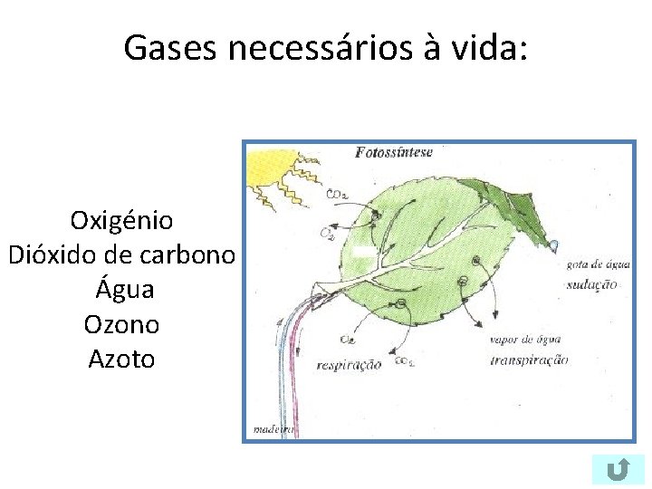 TERRA UM PLANETA COM VIDA A localizao da