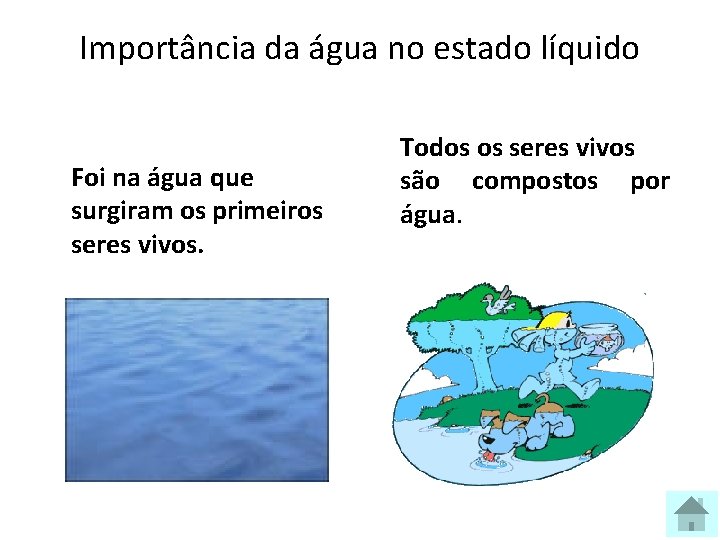 Importância da água no estado líquido Foi na água que surgiram os primeiros seres