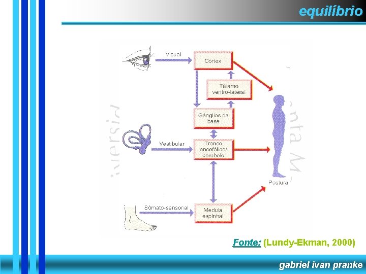 equilíbrio Fonte: (Lundy-Ekman, 2000) gabriel ivan pranke 