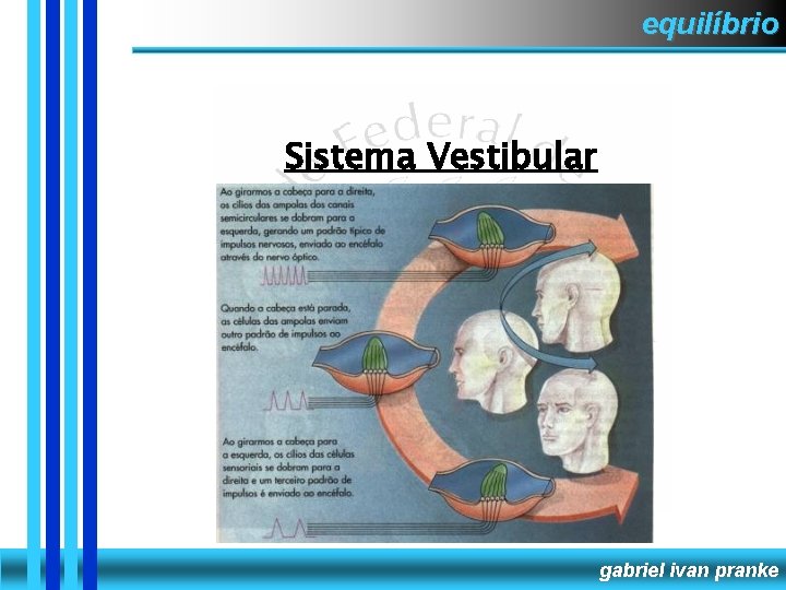 equilíbrio Sistema Vestibular gabriel ivan pranke 