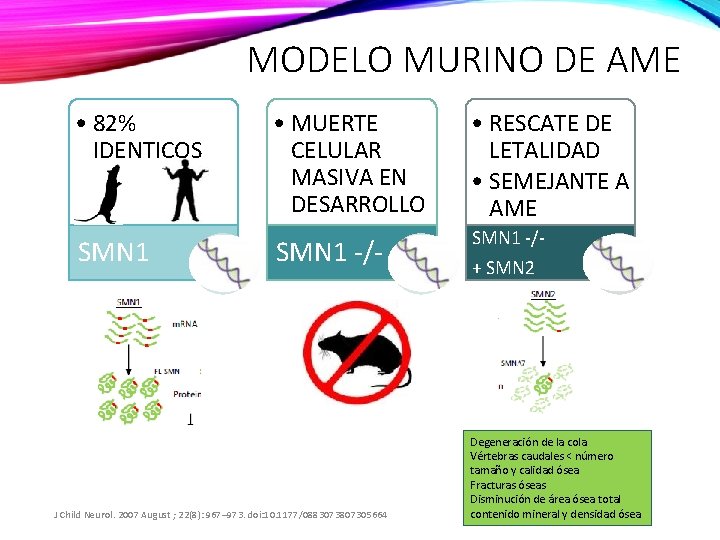 MODELO MURINO DE AME • 82% IDENTICOS SMN 1 • MUERTE CELULAR MASIVA EN
