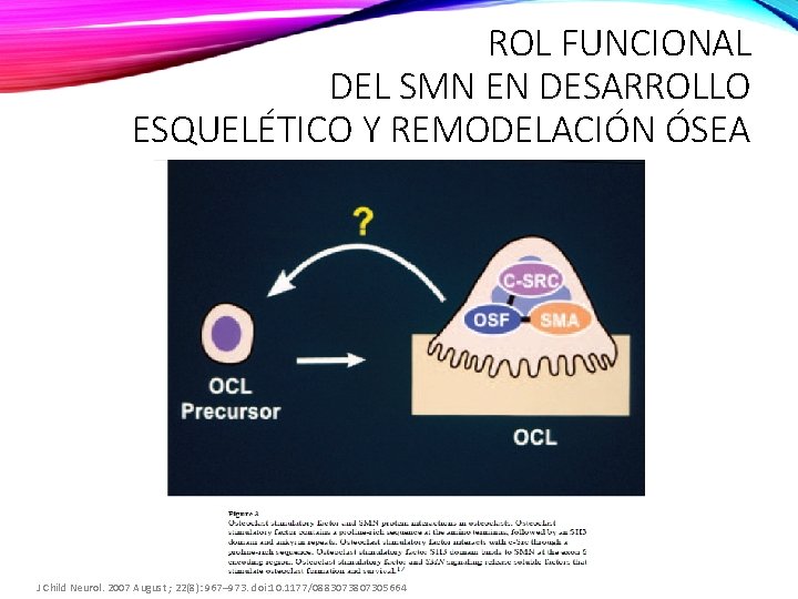 ROL FUNCIONAL DEL SMN EN DESARROLLO ESQUELÉTICO Y REMODELACIÓN ÓSEA J Child Neurol. 2007