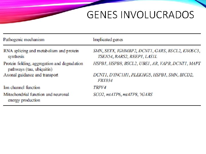 GENES INVOLUCRADOS 