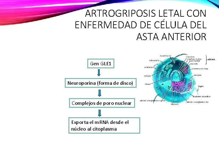 ARTROGRIPOSIS LETAL CON ENFERMEDAD DE CÉLULA DEL ASTA ANTERIOR Gen GLE 1 Neuroporina (forma