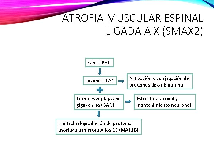 ATROFIA MUSCULAR ESPINAL LIGADA A X (SMAX 2) Gen UBA 1 Enzima UBA 1