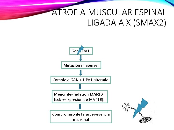 ATROFIA MUSCULAR ESPINAL LIGADA A X (SMAX 2) Gen UBA 1 Mutación missense Complejo