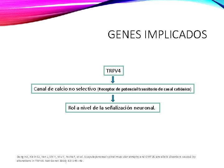 GENES IMPLICADOS TRPV 4 Canal de calcio no selectivo (Receptor de potencial transitorio de