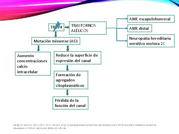 AME escapulohumeral TRPV 4 TRASTORNOS ALÉLICOS Mutación missense (AD) Aumento concentraciones calcio intracelular AME