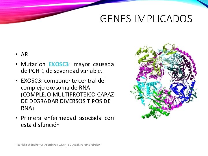GENES IMPLICADOS • AR • Mutación EXOSC 3: mayor causada de PCH-1 de severidad