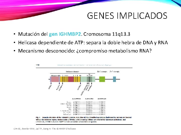 GENES IMPLICADOS • Mutación del gen IGHMBP 2. Cromosoma 11 q 13. 3 •
