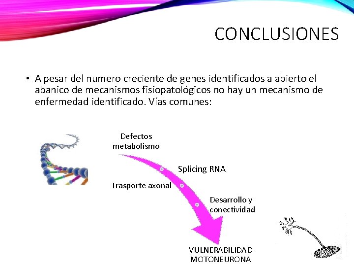 CONCLUSIONES • A pesar del numero creciente de genes identificados a abierto el abanico