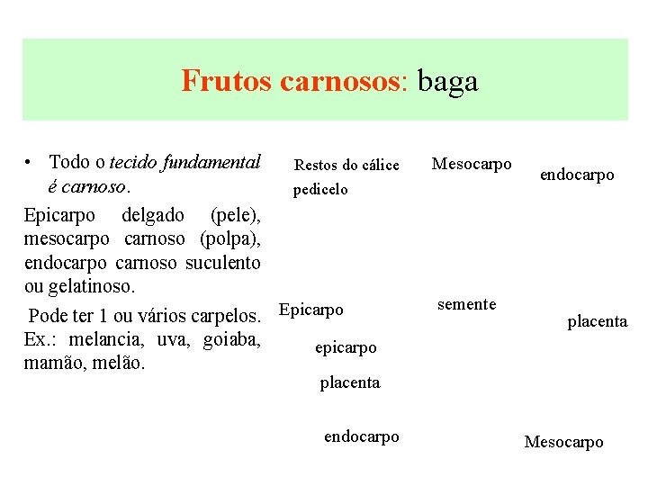  Frutos carnosos: baga • Todo o tecido fundamental Restos do cálice é carnoso.