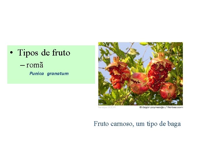  • Tipos de fruto – romã Punica granatum Fruto carnoso, um tipo de