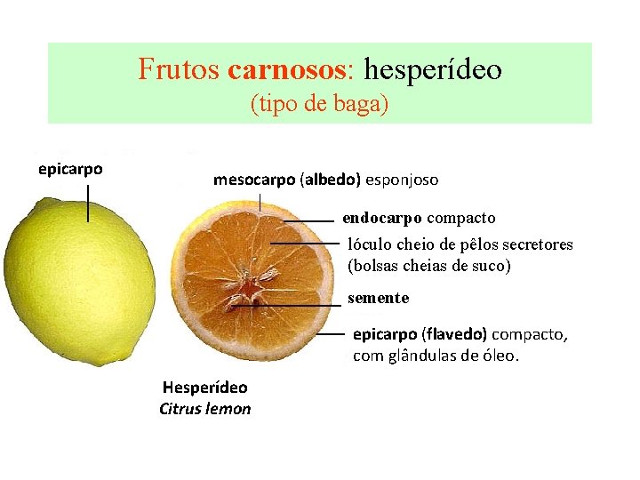 Frutos carnosos: hesperídeo (tipo de baga) epicarpo mesocarpo (albedo) esponjoso endocarpo compacto lóculo cheio