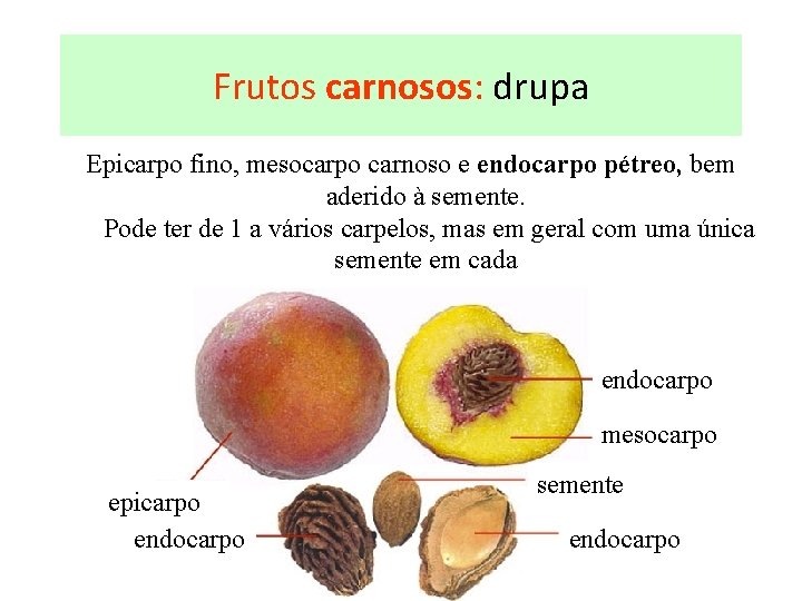 Frutos carnosos: drupa Epicarpo fino, mesocarpo carnoso e endocarpo pétreo, bem aderido à semente.