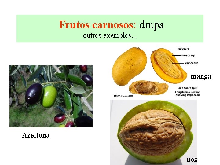  Frutos carnosos: drupa outros exemplos. . . manga Azeitona noz 